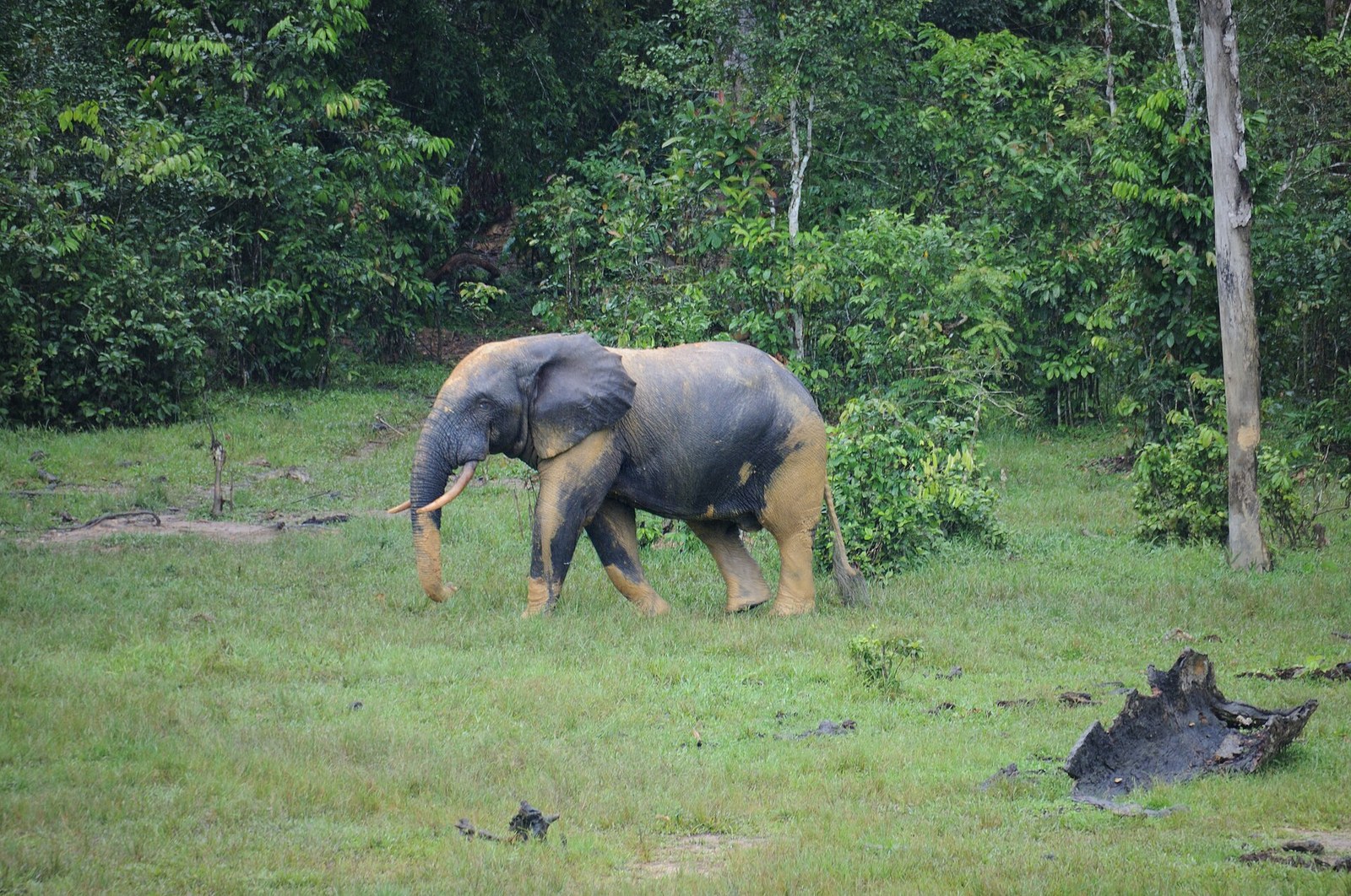 Éléphants de forêt réunis dans la clairière de Dzanga Bai, parc national de Dzanga-Sangha, République Centrafricaine